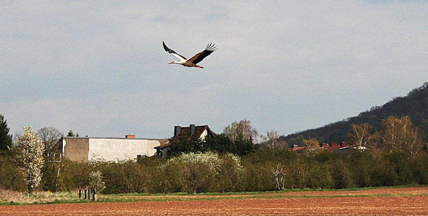 Vogelbeobachtung am Stausee Kelbra
