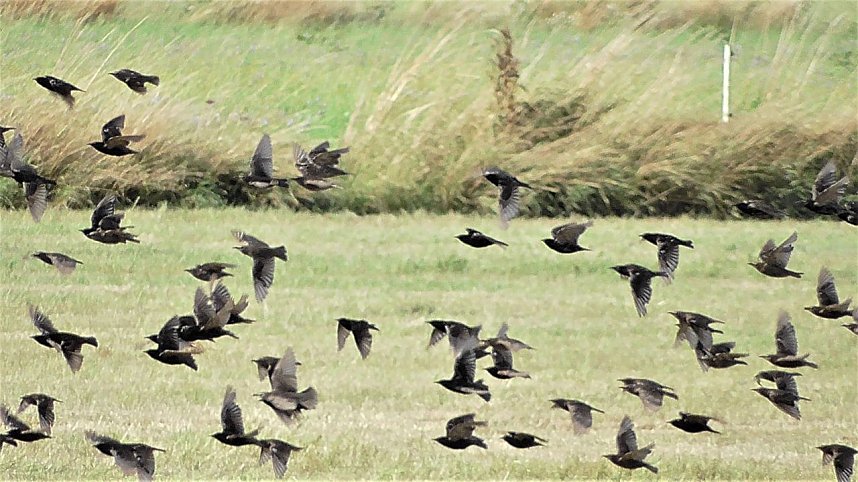 Vogelbeobachtung am Stausee Kelbra