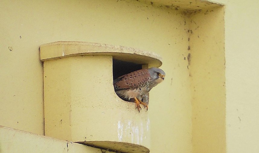 Vogelbeobachtung am Stausee Kelbra