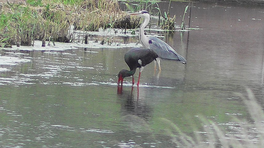 Schwarzstorch und Reiher in der Goldenen Aue