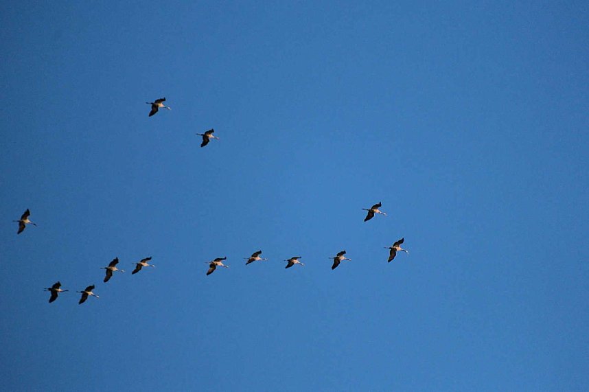 Kraniche &uuml;ber dem S&uuml;dharz