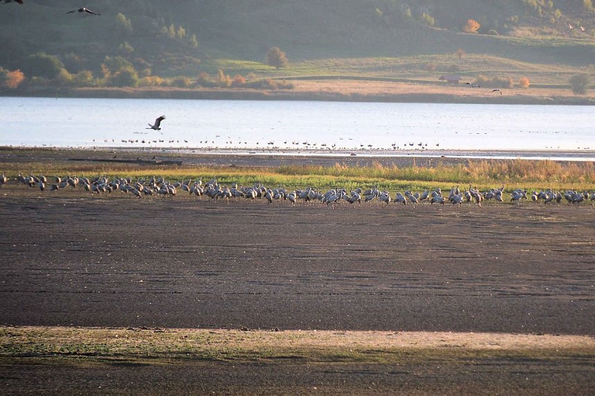 Kraniche &uuml;ber dem S&uuml;dharz