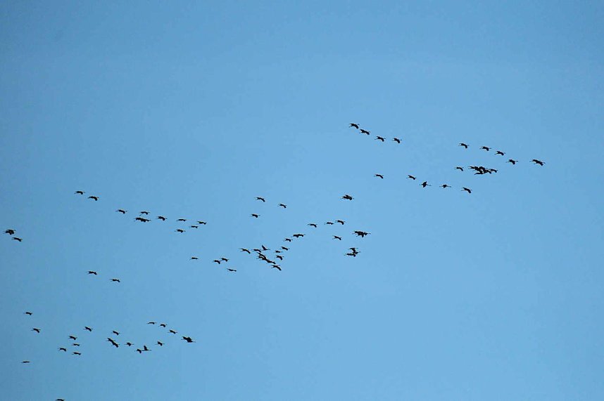 Kraniche &uuml;ber dem S&uuml;dharz