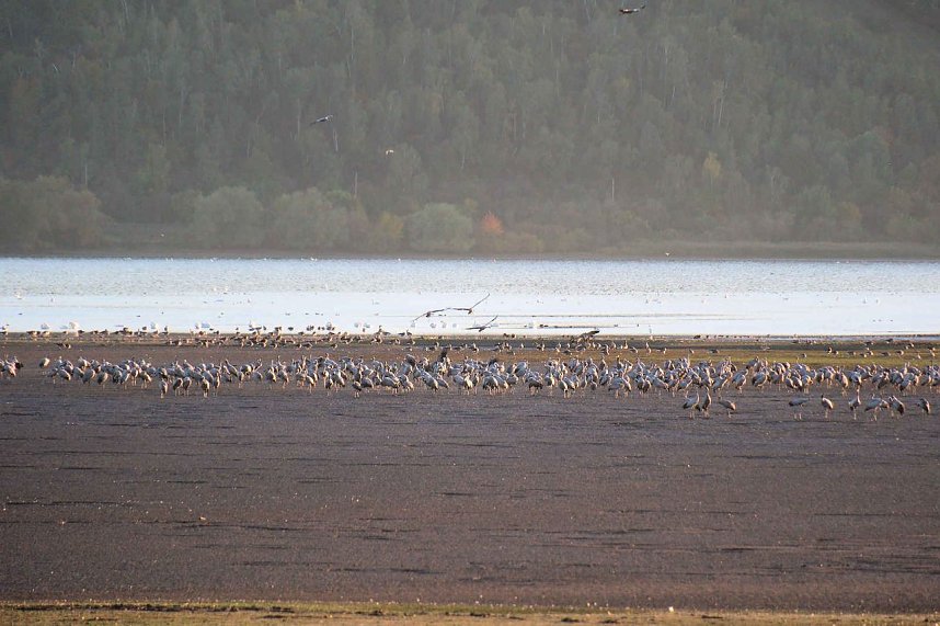 Kraniche &uuml;ber dem S&uuml;dharz