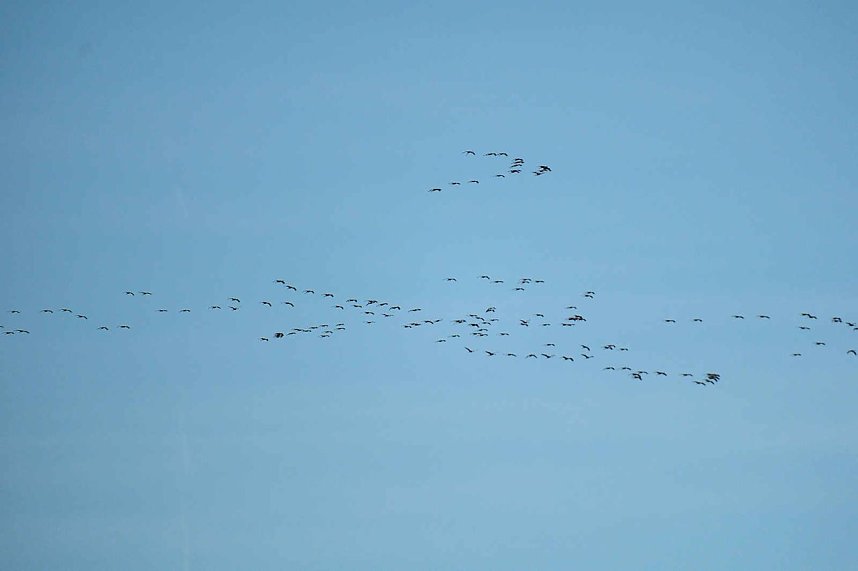 Kraniche &uuml;ber dem S&uuml;dharz