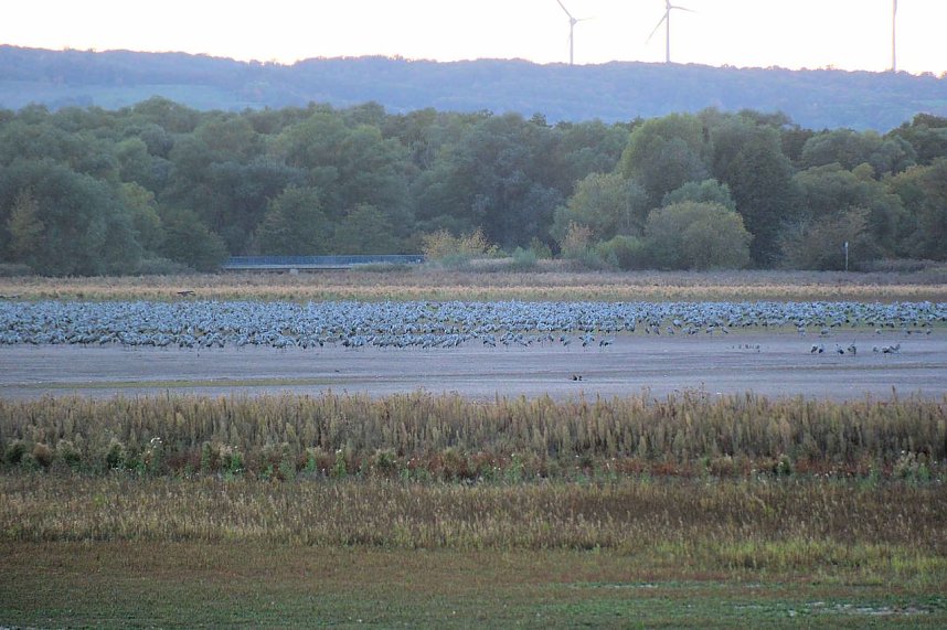 Kraniche &uuml;ber dem S&uuml;dharz