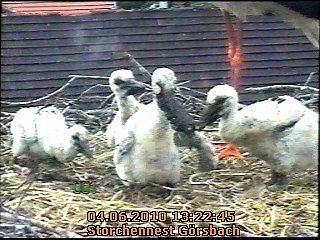 Neues aus dem Storchennest