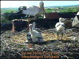 Neues aus dem Storchennest