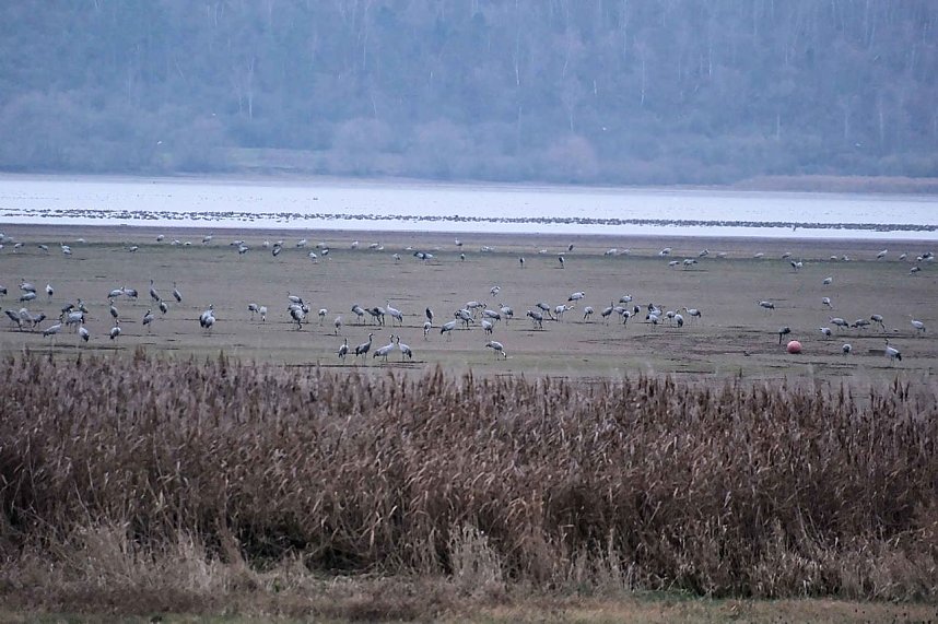 Peter Blei am Stausee Kelbra