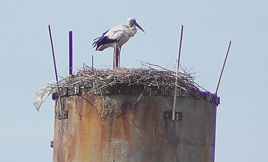 St&ouml;rche in der Goldenen Aue