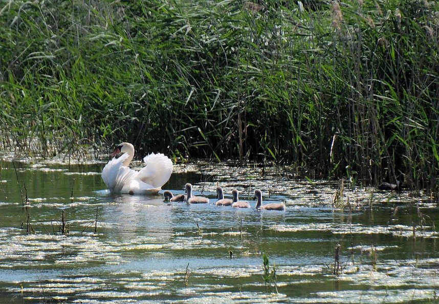 Impressionen vom Stausee Kelbra