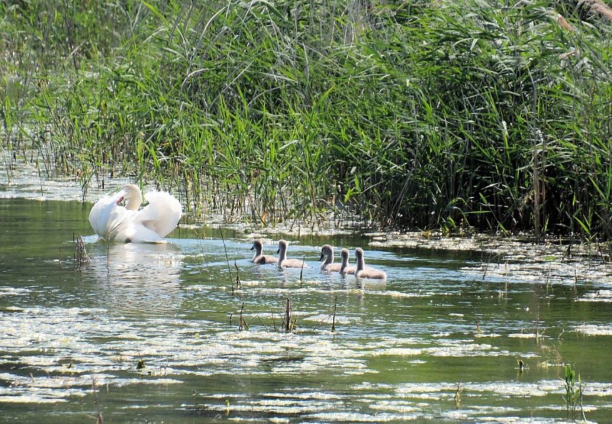 Impressionen vom Stausee Kelbra
