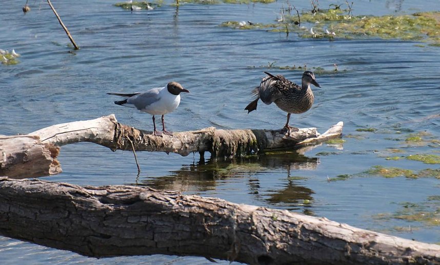 Impressionen vom Stausee Kelbra