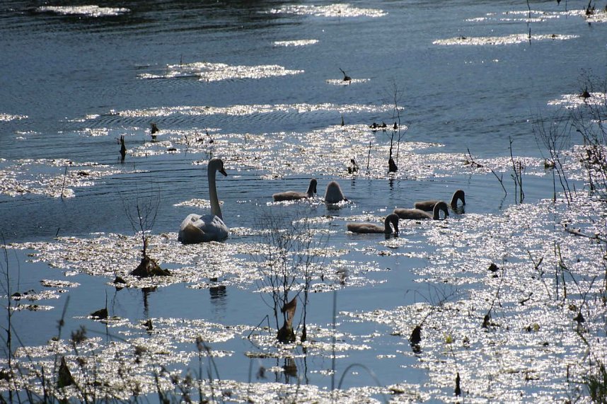 Impressionen vom Stausee Kelbra